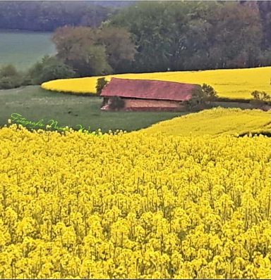 Gelbes Rapsfeld mit einem kleinen Gebäude und Bäumen im Hintergrund.